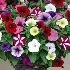 Zello Petunia Mixed Flower 