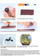 Zello Mix Organic Lotus Flower Seeds 