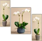 MDF 3 Pcs Designer Wall Painting for Home & Office 