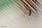 Nylon Mosquito Net 