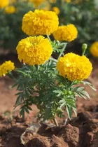 Marigold Flower Seeds For All Season 