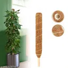 Wooden Moss Stick (Brown, 2 feet) (Pack of 8)