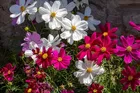 Zello Cosmos Mixed Flower (20 Seeds)