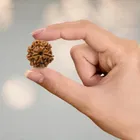 Certified - Natural Nepali 7 Mukhi Rudraksha For Meditation And Prayer, Protection, Chakra Balancing 