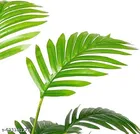 Plastic Artificial Palm Plant Tree for Home Decor for Women 