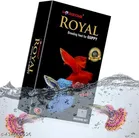Royal Breading Feed for Guppy Fish 