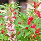 Zello Balsam Mixed Flower (20 Seeds)