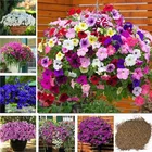 Zello Petunia Mixed Flower (50 Seeds) - 02