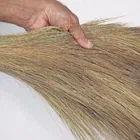 Captain Shine Premium Grass Broom with Plastic Handle, 2x425g [Net], 112cm 