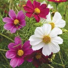 Zello Cosmos Mixed Flower 