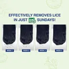 Mediker Anti Lice Combo, Anti lice Shampoo 50ml pack of 2 + Anti lice Oil + Lice Comb, 150 ml