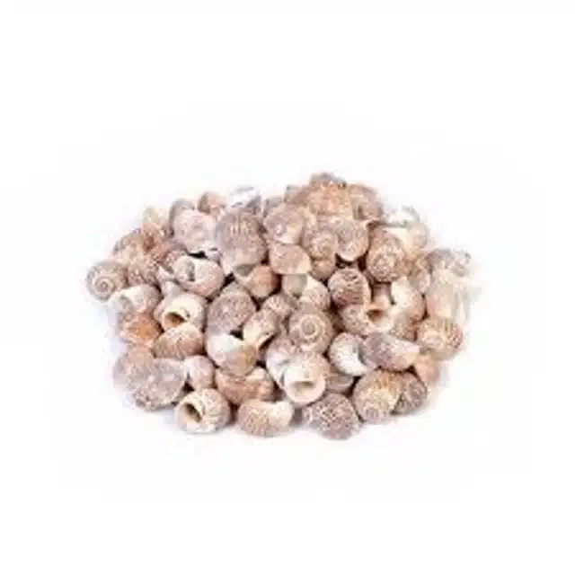 Sea Shells for Home Decor & Aquarium (Brown, 100 g)