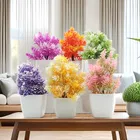 Green Gallery Mini plants Pack of 6