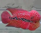 Royal Flowerhorn Fish Food 