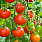 Zello Hybrid Indian Tomato 100 Seeds Pack