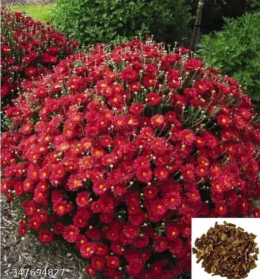 Chrysanthemum Mix Flower Seeds (50 Seeds)