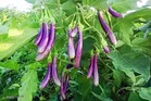 Brinjal (Bengan)F1 Hybrid Vegetable Seeds - Pack of 100 Seeds