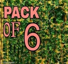 Moneyplant Garlands Plant for Women, Pack of 6 