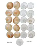 BHARDWAJ RETAILS Shri Ganesh - Stone Gomti Chakra 