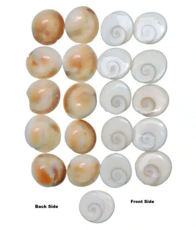 BHARDWAJ RETAILS Shri Ganesh - Stone Gomti Chakra (Assorted) (Pack of 1) (BR8)