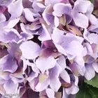 Plastic Artificial Flower 