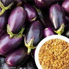 Homegrown Brinjal 50 Pcs Seeds (Set of 1)