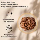 Certified - Natural Nepali 7 Mukhi Rudraksha For Meditation And Prayer, Protection, Chakra Balancing 