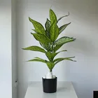 Green Gallery Snake Plant 26 leaves Green