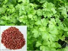 Premium Coriander 200 Pcs Seeds (Set of 1)