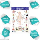 Bookford Publications My small chart Fruits, My Body & Hindi Varnamala 