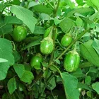 Jignisha Seeds Green Round Brinjal Seeds (Green, Pack of 50)