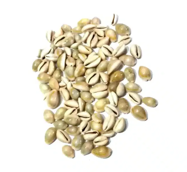 Decorative Cowrie Shells (Brown, Pack of 100)