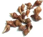 Sankha Sea Shell for Art & Crafts 