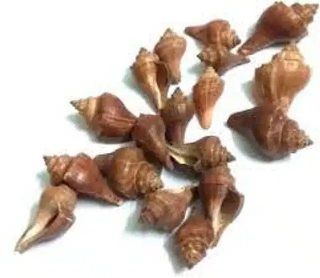 Sankha Sea Shell for Art & Crafts (Brown, 100 g)