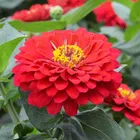 Zello Zinnia Mixed Flower 