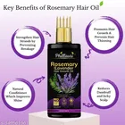 Phillauri Rosemary Hair Growth Oil with Rosemary & Methi Dana for Promoting Hair Growth Hair Oil with lavender hair growth oil 