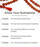 Rudraksha Beads 