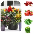 Jignisha Seeds 5 Type of Chilli Seeds (Red, Set of 1)