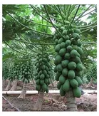 Zello Dwarf Papaya F1 Hybrid Fruit Seeds 50 Seeds