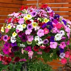Zello Petunia Mixed Flower 
