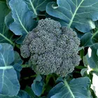 Jignisha Seeds Green Broccoli Seeds (Green, Pack of 100)