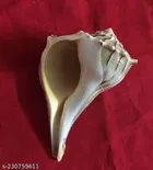 Dakshinavarti Shankh 