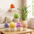 Green Gallery Mini plants Pack of 6