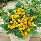 Jignisha Seeds Yellow Cherry Tomato Seeds (Yellow, Pack of 50)