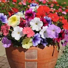 Zello Petunia Mixed Flower 