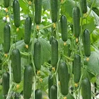 Cucumber Vegetable Seeds For Home & Kitchen Gardening (40 seeds)