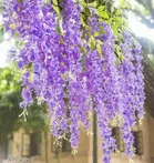 Polyester Artificial Hanging Flower Garlands 