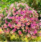 Zello Petunia Mixed Flower (50 Seeds)