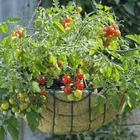 Zello Hybrid Indian Tomato 100 Seeds Pack