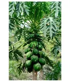 Zello Dwarf Papaya F1 Hybrid Fruit Seeds 50 Seeds